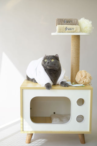 Mobile Pet Grooming Dubai & Abu Dhabi